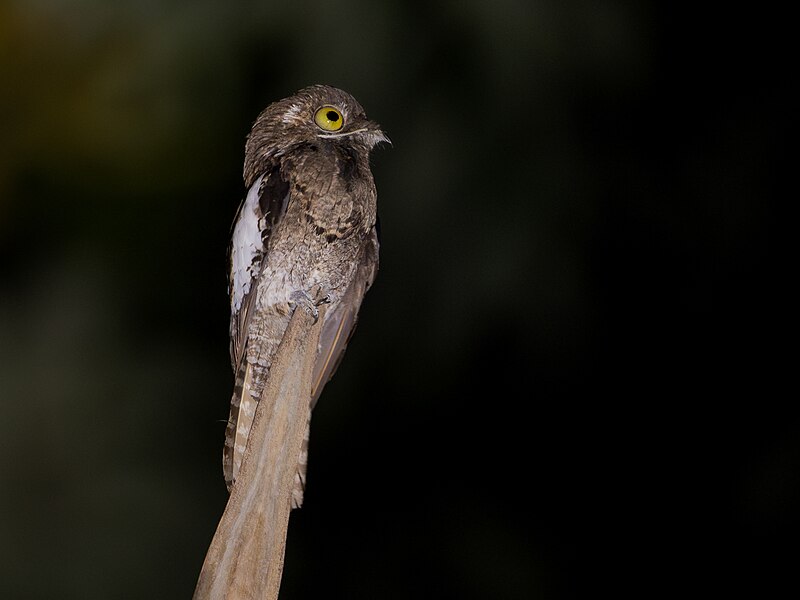 White-winged Potoo (Nyctibius leucopterus) photo