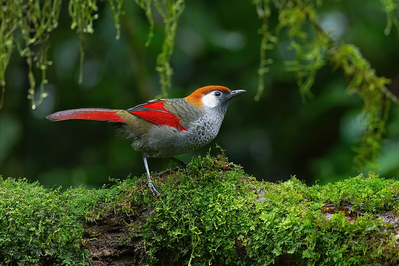 Red-tailed Laughingthrush (Trochalopteron milnei) photo