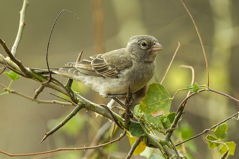 Yellow-spotted Bush Sparrow (Gymnoris pyrgita) photo