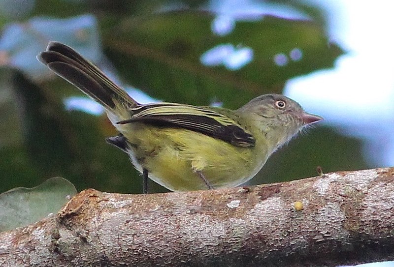 Red-billed Tyrannulet (Zimmerius cinereicapilla) photo