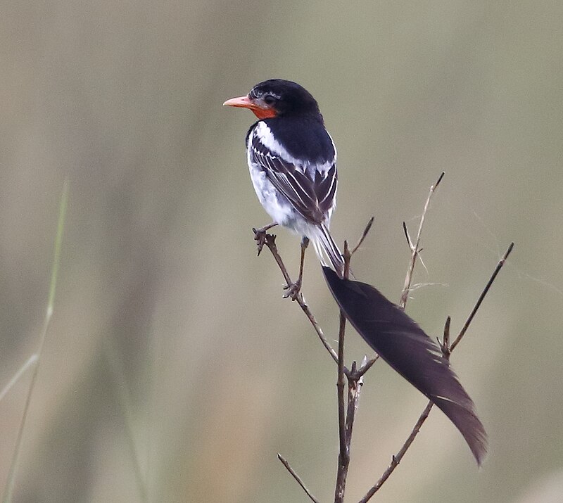 Strange-tailed Tyrant (Alectrurus risora) photo