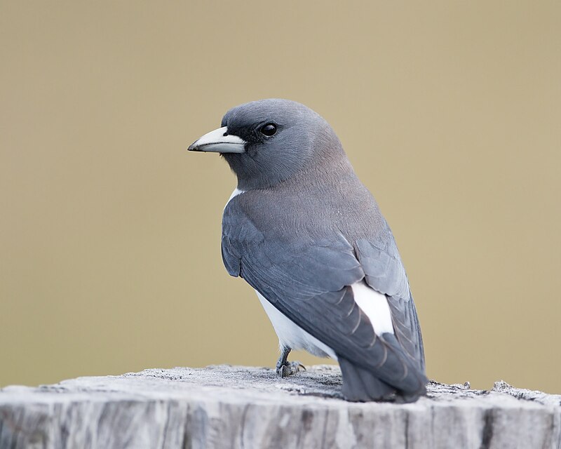 White-breasted Woodswallow (Artamus leucorynchus) photo