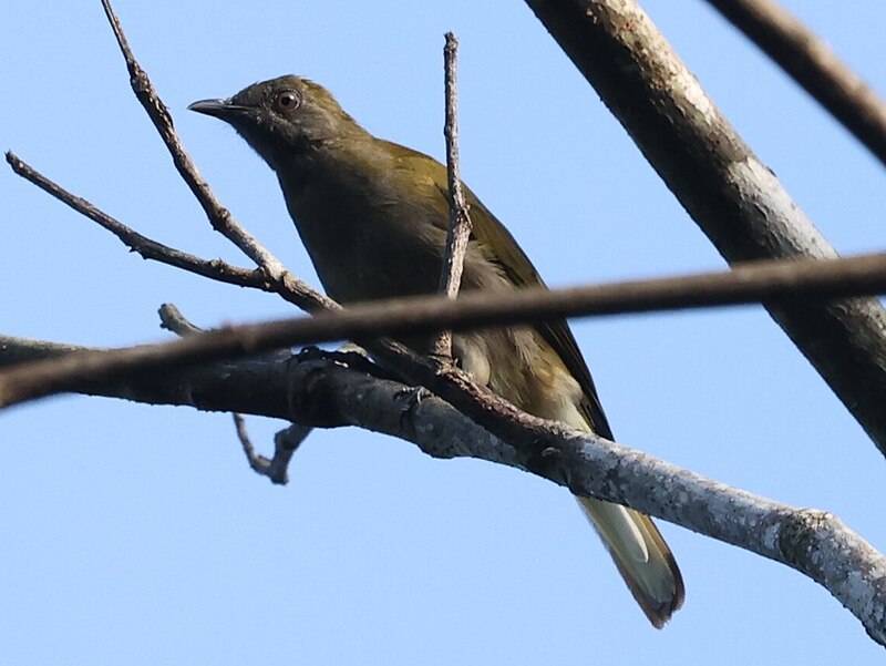 Honeyguide Greenbul (Baeopogon indicator) photo
