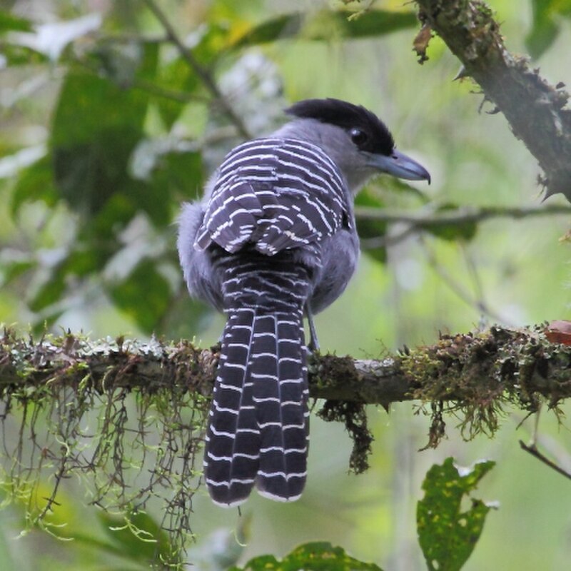 Giant Antshrike (Batara cinerea) photo