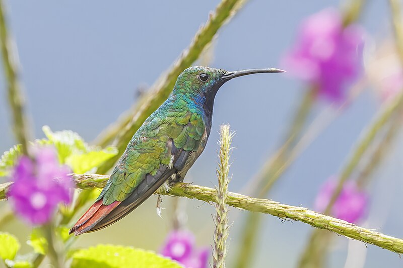 Black-throated Mango (Anthracothorax nigricollis) photo