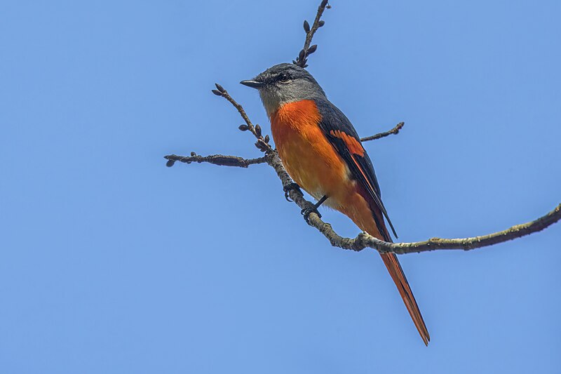 Gray-chinned Minivet (Pericrocotus solaris) photo
