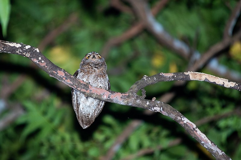 Ryukyu Scops-Owl (Otus elegans) photo