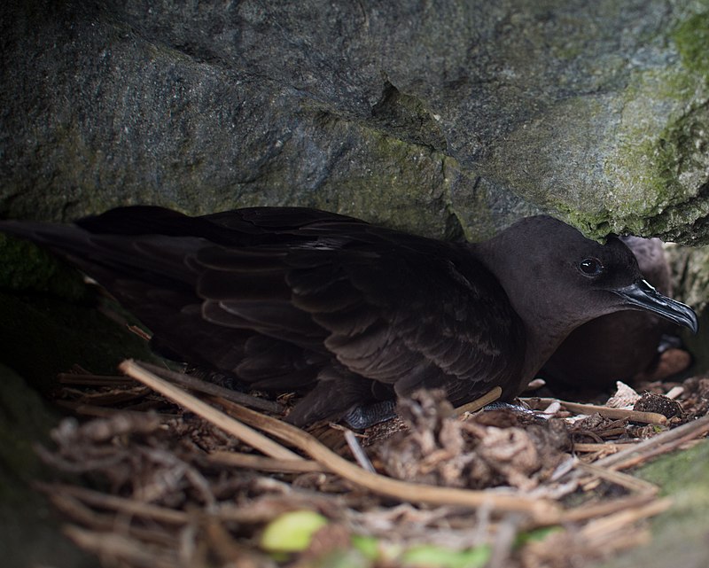 Bulwer's Petrel (Bulweria bulwerii) photo
