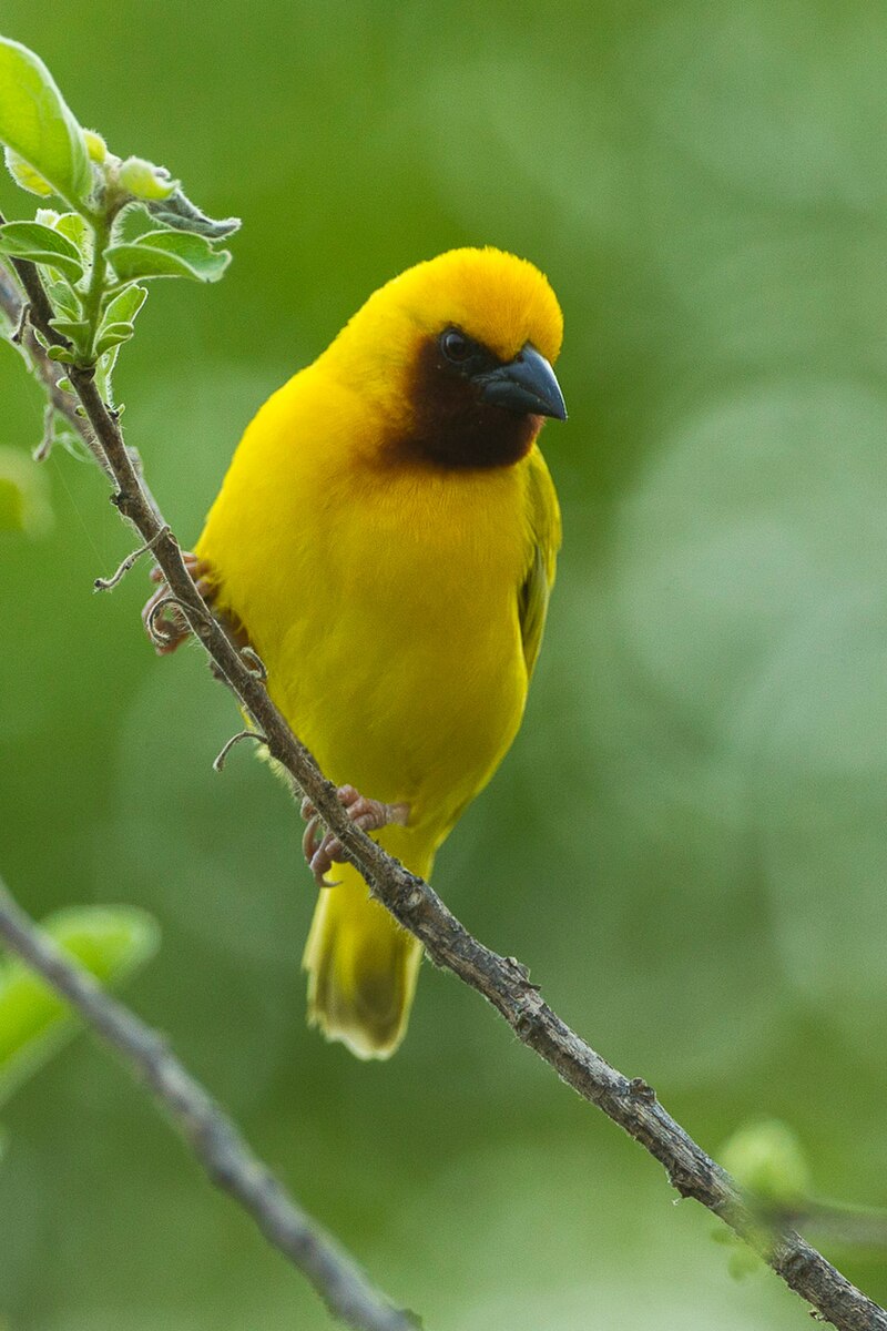 Southern Brown-throated Weaver (Ploceus xanthopterus) photo