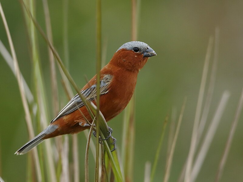 Chestnut Seedeater (Sporophila cinnamomea) photo