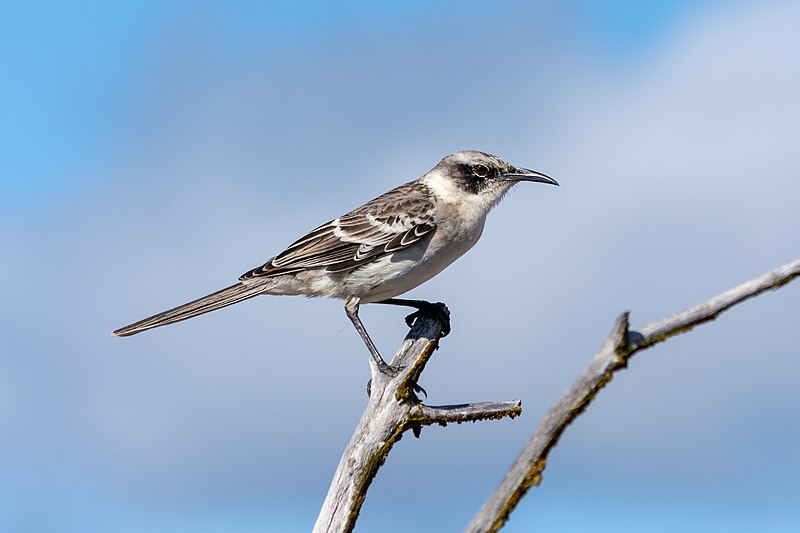 Galapagos Mockingbird (Mimus parvulus) photo