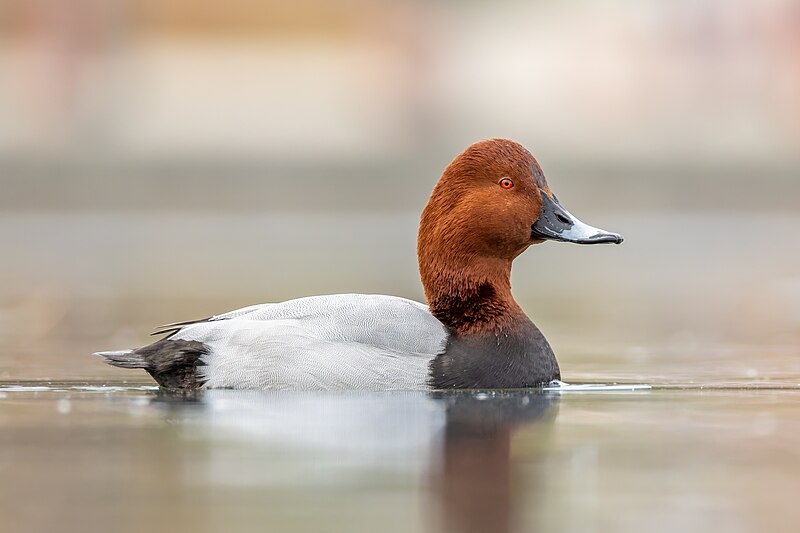 Common Pochard (Aythya ferina) photo