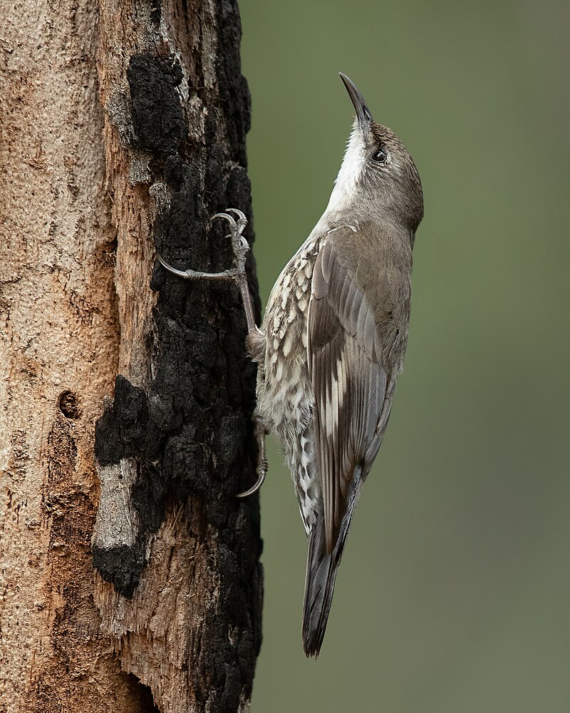 White-throated Treecreeper (Cormobates leucophaea) photo