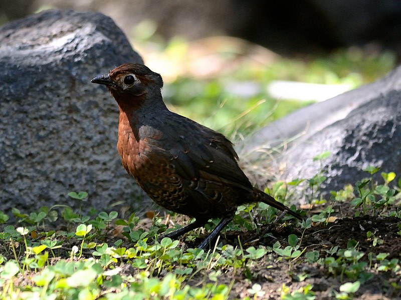 Chestnut-throated Huet-huet (Pteroptochos castaneus) photo