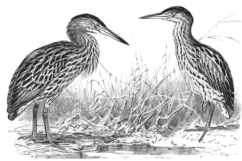 New Zealand Bittern (Botaurus novaezelandiae) photo