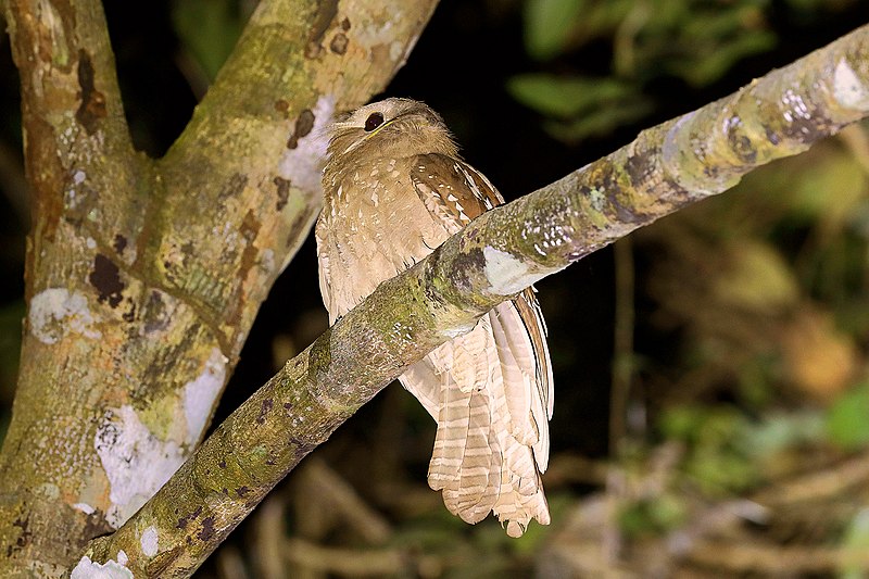 Large Frogmouth (Batrachostomus auritus) photo