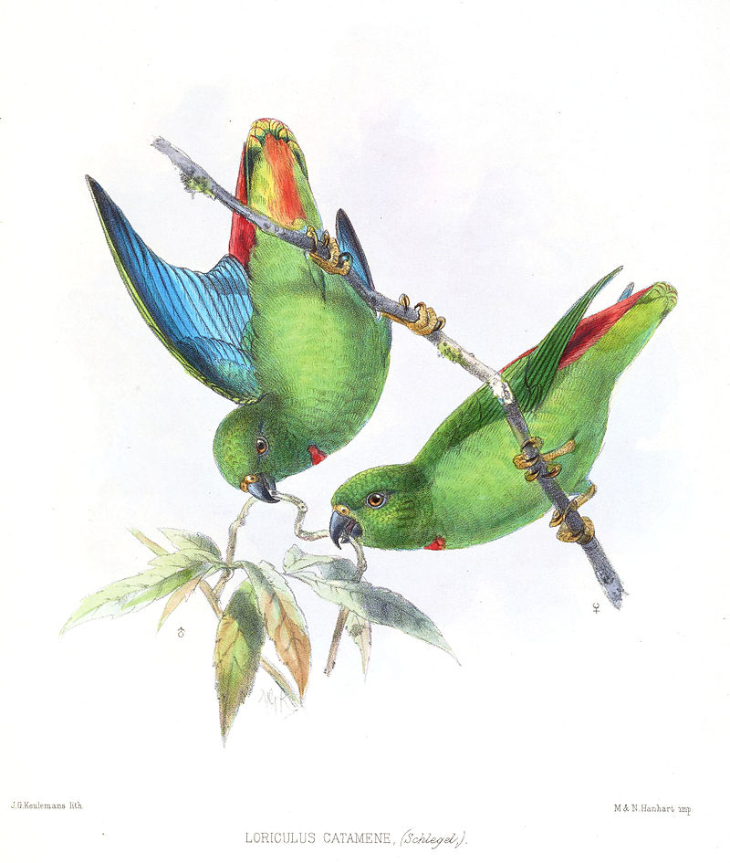 Sangihe Hanging-Parrot (Loriculus catamene) photo