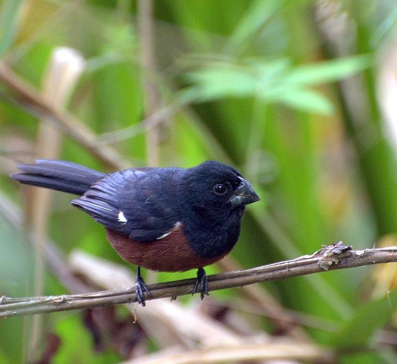 Chestnut-bellied Seed-Finch (Sporophila angolensis) photo