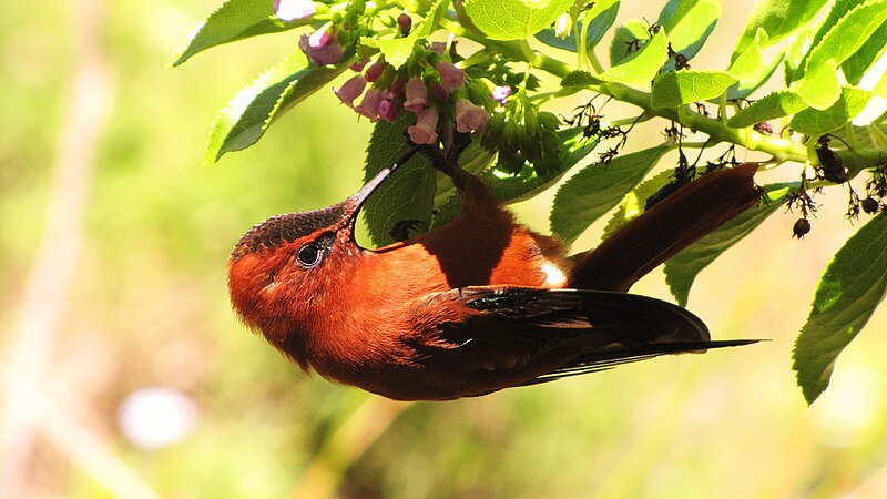 Juan Fernandez Firecrown (Sephanoides fernandensis) photo