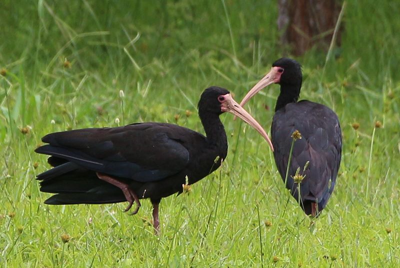 Sharp-tailed Ibis (Cercibis oxycerca) photo