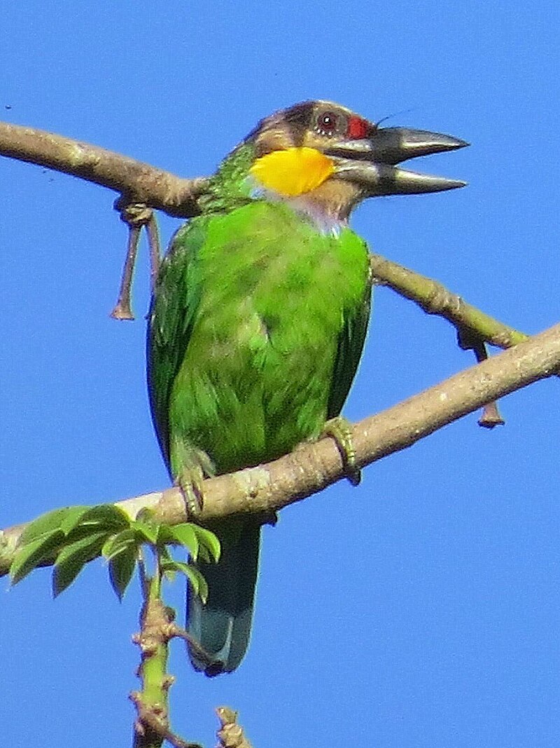 Gold-whiskered Barbet (Psilopogon chrysopogon) photo