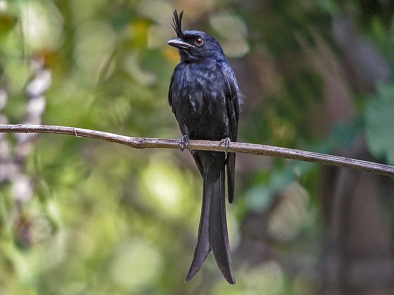 Crested Drongo (Dicrurus forficatus) photo