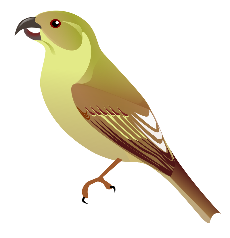 Lanai Hookbill (Dysmorodrepanis munroi) photo