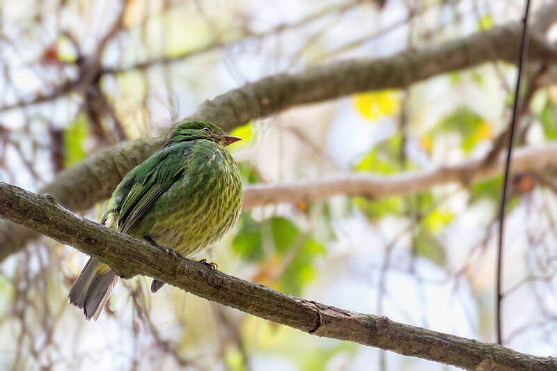 Golden-breasted Fruiteater (Pipreola aureopectus) photo