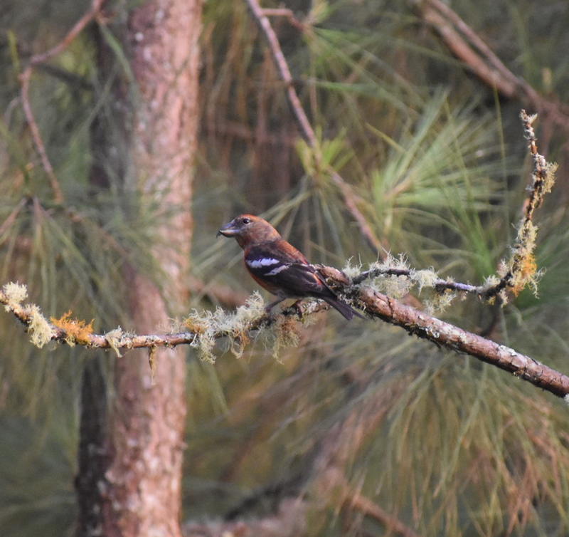 Hispaniolan Crossbill (Loxia megaplaga) photo