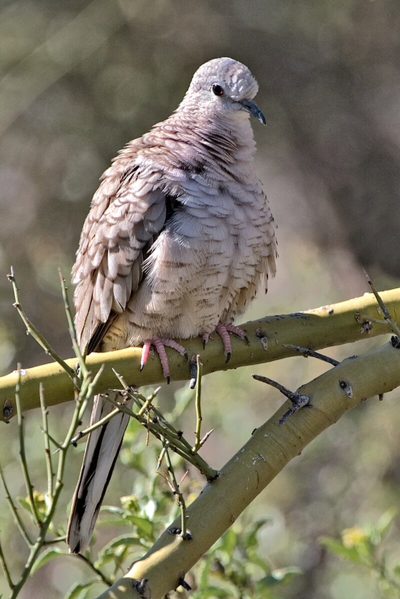 Inca Dove (Columbina inca) photo