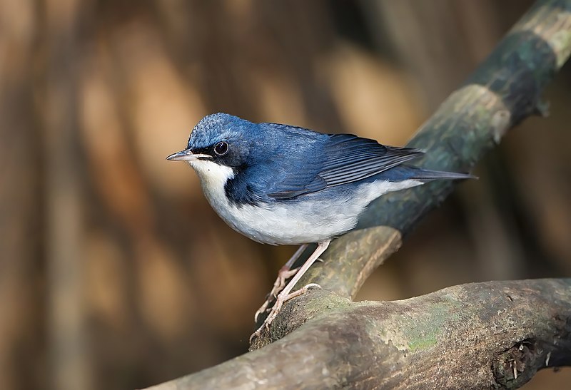 Siberian Blue Robin (Larvivora cyane) photo