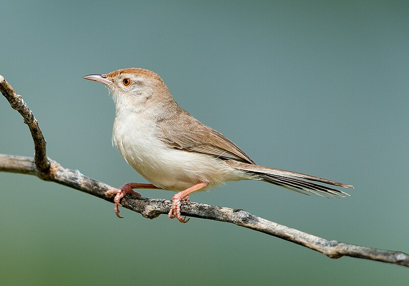 Rufous-fronted Prinia (Prinia buchanani) photo