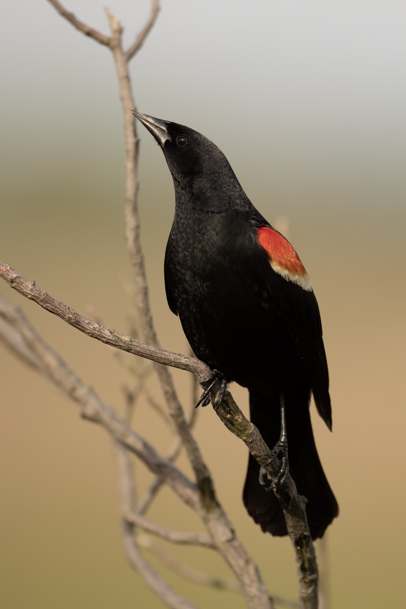 Red-winged Blackbird (Agelaius phoeniceus) photo