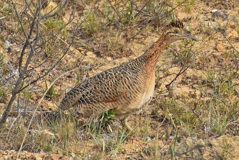 Huayco Tinamou (Rhynchotus maculicollis) photo