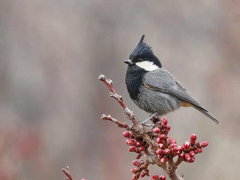 Rufous-naped Tit (Periparus rufonuchalis) photo