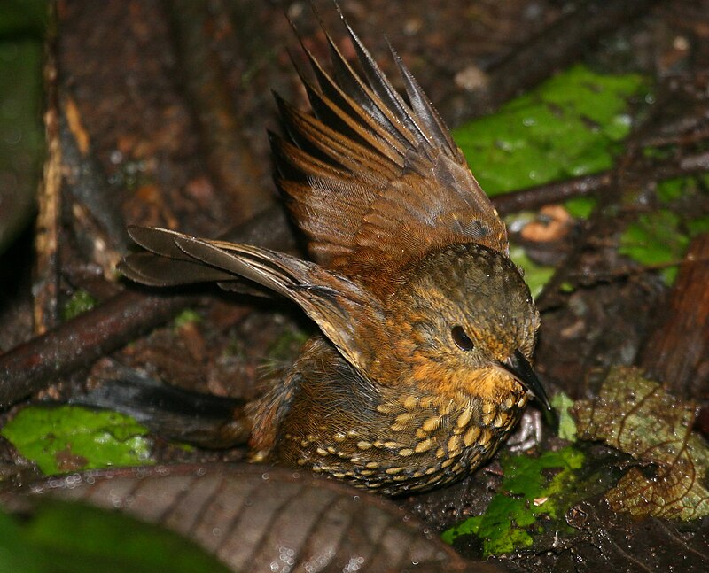 Spotted Barbtail (Premnoplex brunnescens) photo