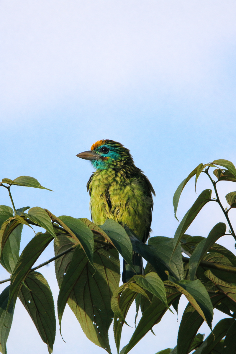 Yellow-fronted Barbet (Psilopogon flavifrons) photo