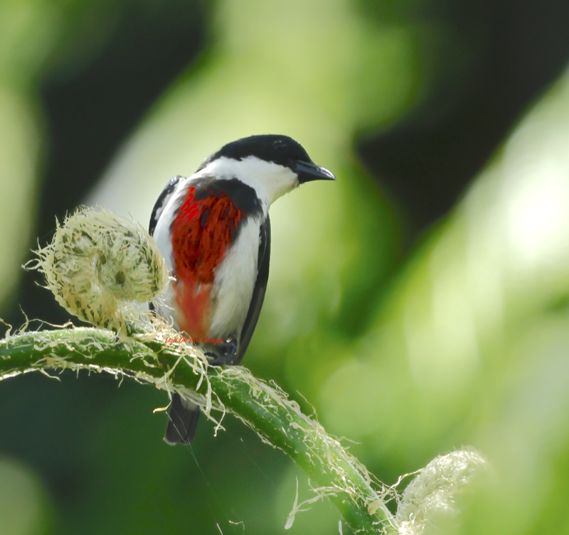 Black-belted Flowerpecker (Dicaeum haematostictum) photo