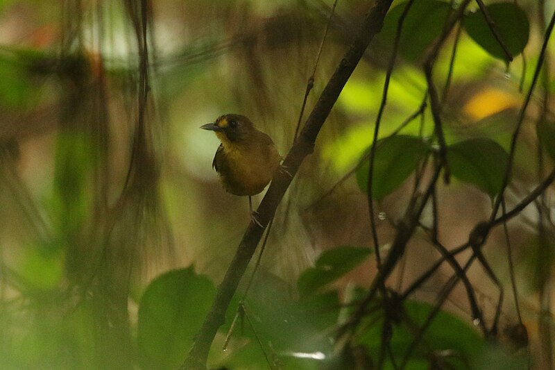 Yellow-eyed Bristlebill (Bleda ugandae) photo