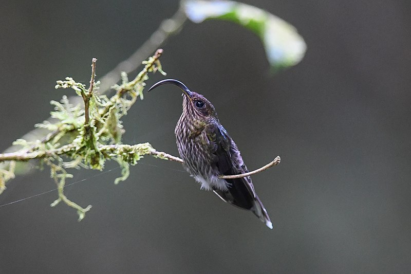 White-tipped Sicklebill (Eutoxeres aquila) photo