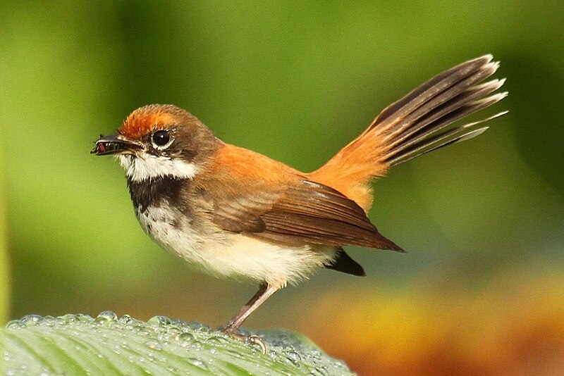 Solomons Rufous Fantail (Rhipidura rufofronta) photo