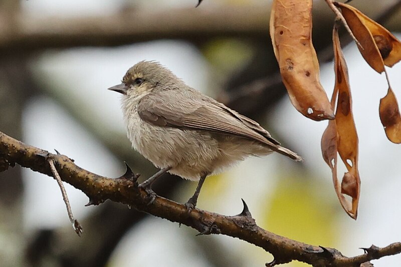 Mouse-colored Penduline-Tit (Anthoscopus musculus) photo