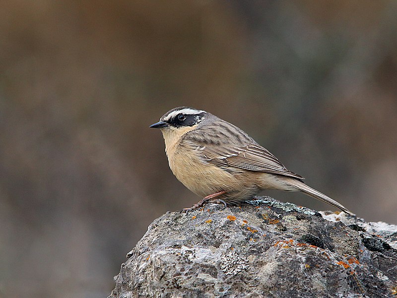 Brown Accentor (Prunella fulvescens) photo
