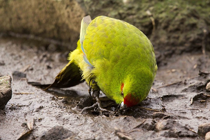 Reischek's Parakeet (Cyanoramphus hochstetteri) photo