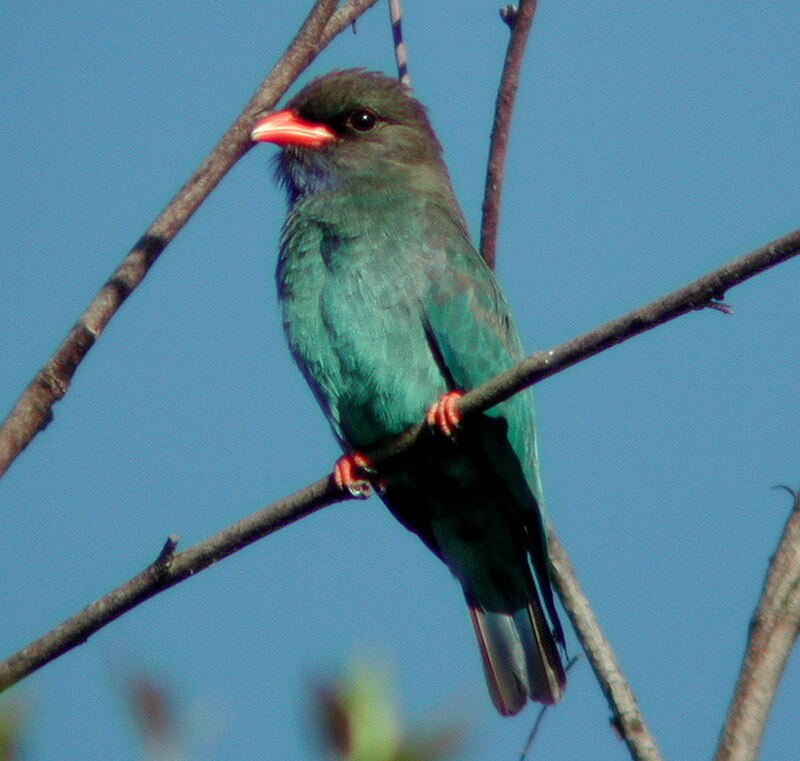 Dollarbird (Eurystomus orientalis) photo