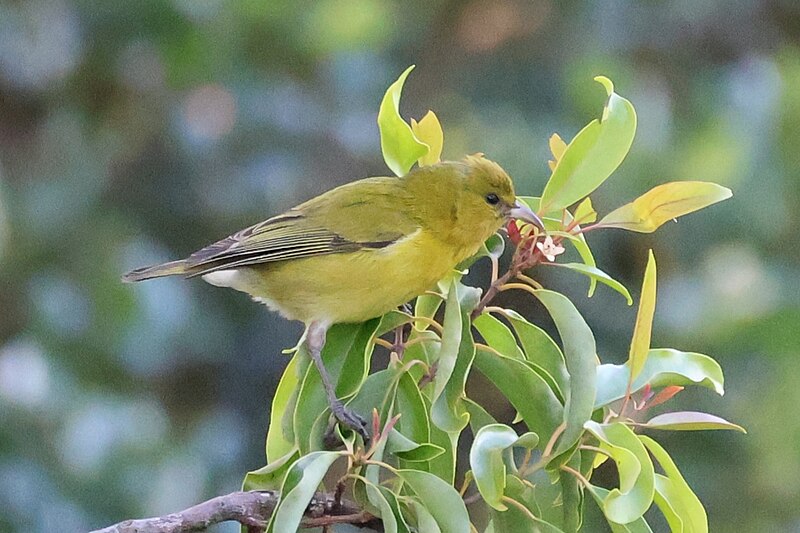 Oahu Amakihi (Chlorodrepanis flava) photo