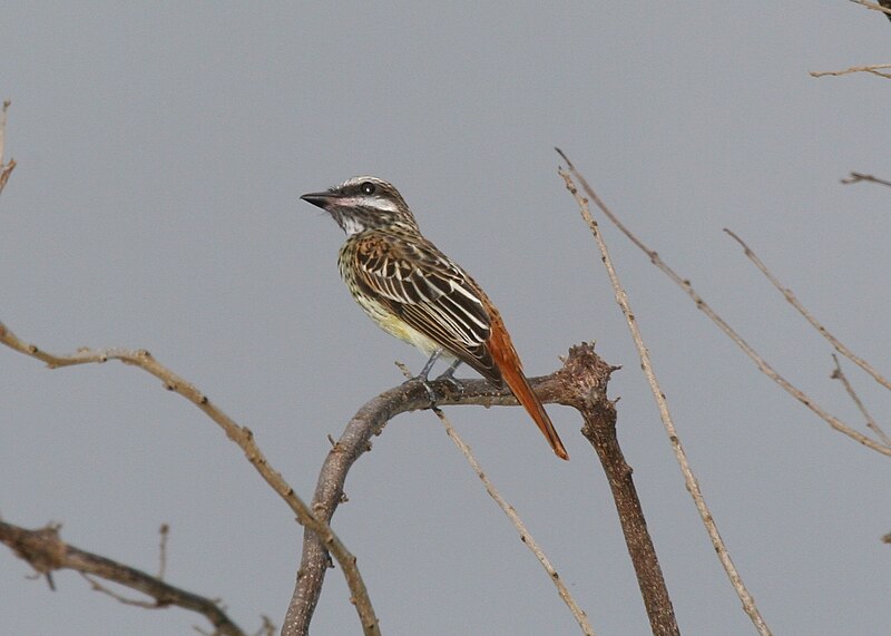 Sulphur-bellied Flycatcher (Myiodynastes luteiventris) photo