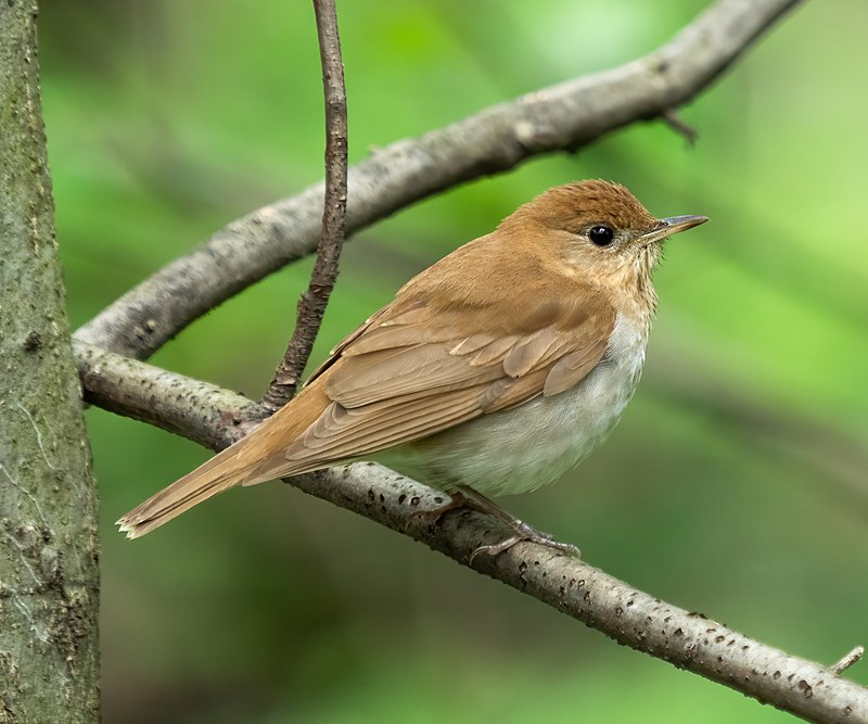 Veery (Catharus fuscescens) photo