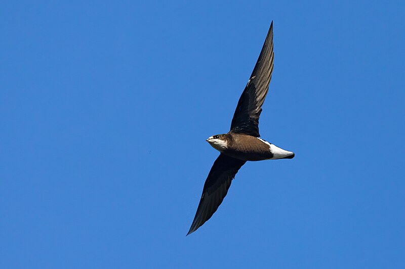 White-throated Needletail (Hirundapus caudacutus) photo