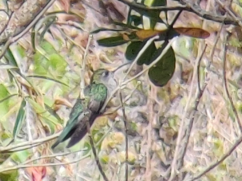 Diamantina Sabrewing (Campylopterus diamantinensis) photo